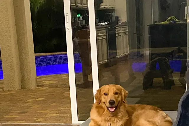 Golden retriever settled on a raised place cot indoors during a boarding stay