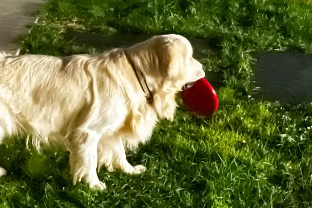 Golden retriever running freely through the grass with a training toy